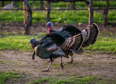 how to field dress a turkey